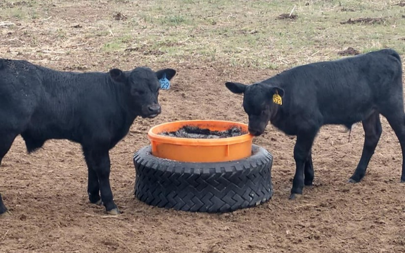Biochar Use with Livestock and Poultry Webinar